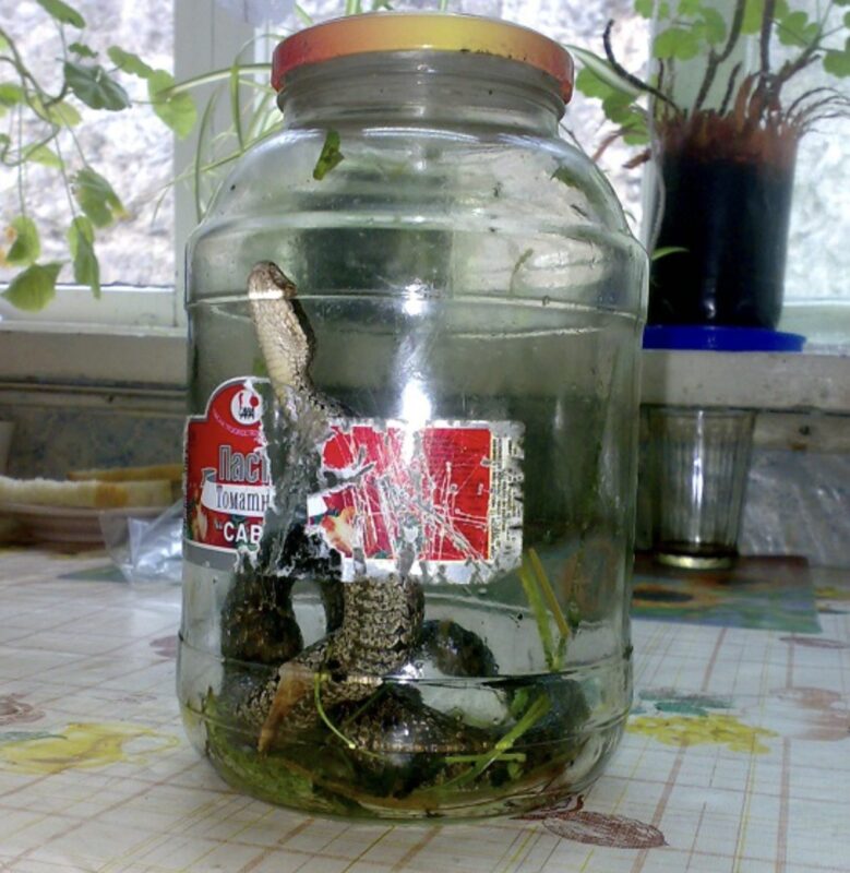 Soțul meu aducea pe ascuns DIFERITE amante în casa de lângă lac pe care o moștenisem de la mama mea, așa că i-am întins o capcană pe care avea să o țină minte toată viața