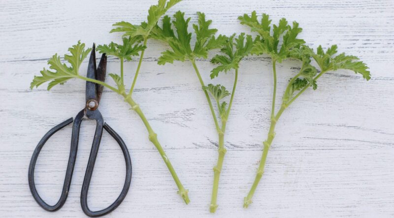 Cum să păstrezi mușcatele până anul viitor și să obții gratuit zeci de plante noi