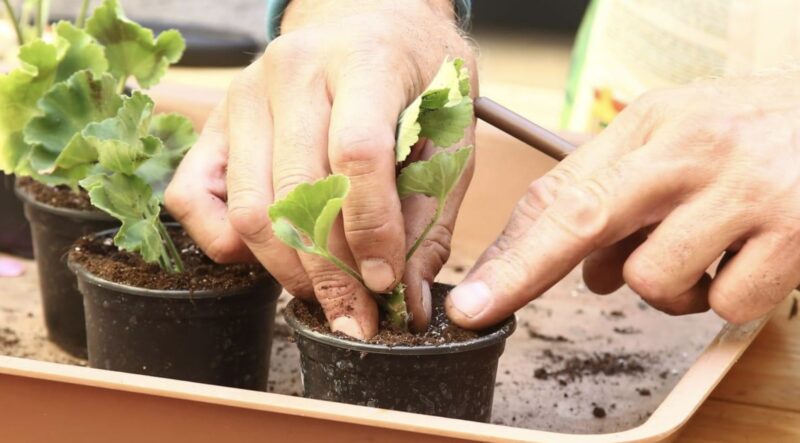 Cum să păstrezi mușcatele până anul viitor și să obții gratuit zeci de plante noi