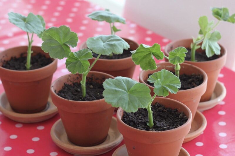 Cum să păstrezi mușcatele până anul viitor și să obții gratuit zeci de plante noi