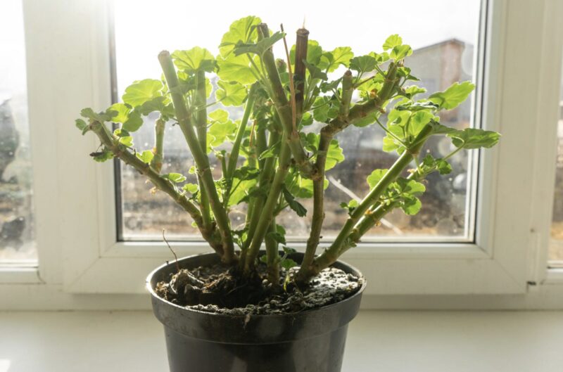Cum să păstrezi mușcatele până anul viitor și să obții gratuit zeci de plante noi